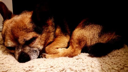 Close-up of a dog sleeping