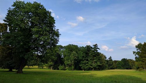 Trees on grassy field