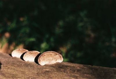 Close-up of mushroom growing on field in forest