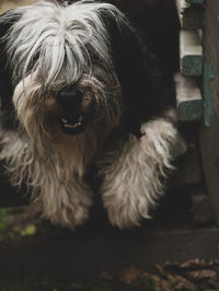 Close-up portrait of a dog