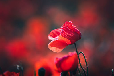 Close-up of red rose against blurred background