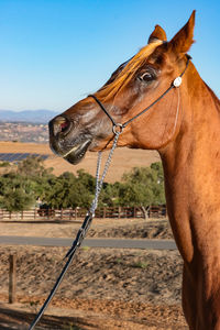 Close-up of horse on sand against clear sky