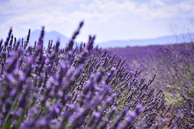 Close-up of lavender field