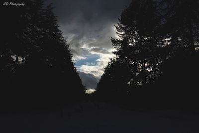 Low angle view of silhouette trees against sky