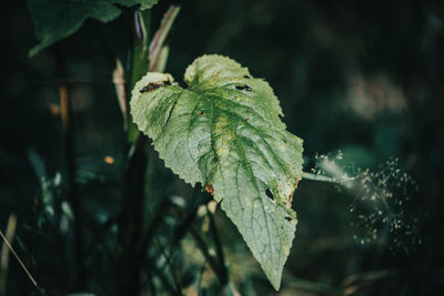 Close-up of fresh green leaves on plant