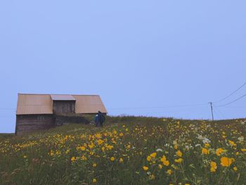 Yellow flowering plants on field against clear blue sky