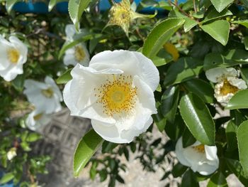 Close-up of white flowering plant