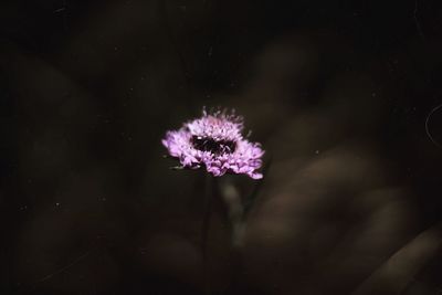 Close-up of purple flowering plant