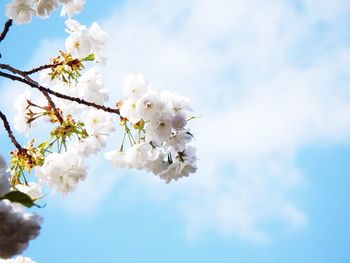 Low angle view of cherry blossoms against sky