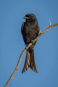 Fork-tailed drongo with catchlight turns head left