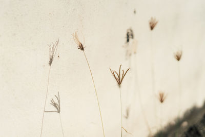 Close-up of spider on wall