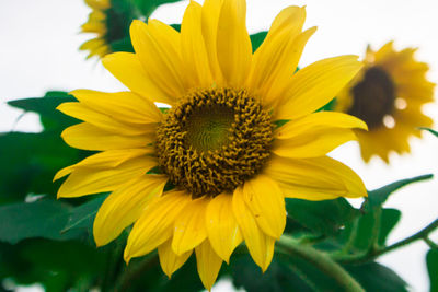 Close-up of yellow sunflower