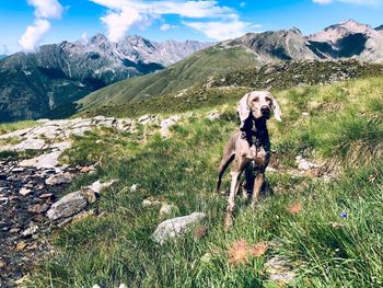 Dog standing in mountains