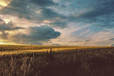 Scenic view of agricultural field against sky during sunset