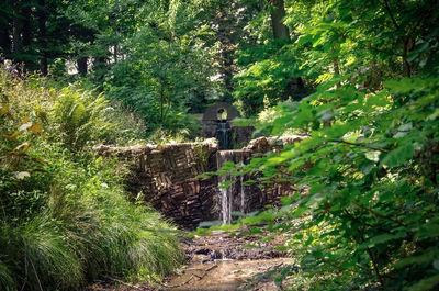 Trees growing outdoors