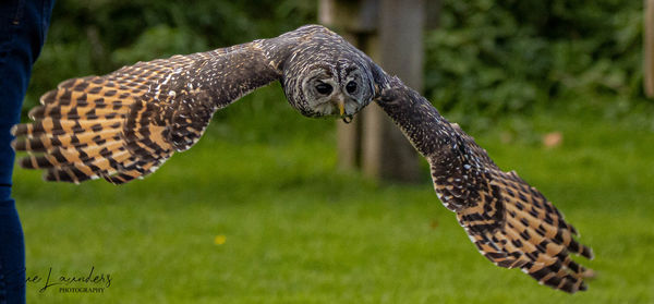 Close-up of eagle