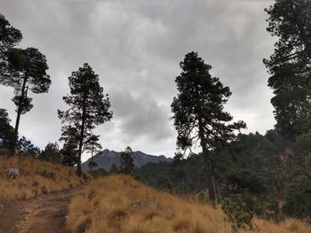 Low angle view of trees on landscape against sky