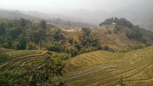 High angle view of rice field against sky