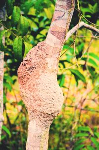 Close-up of tree trunk in forest