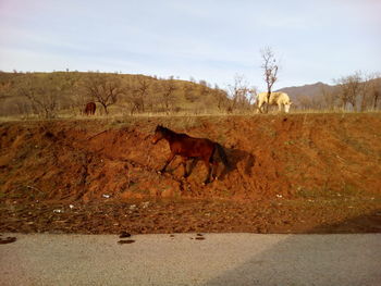 Horse on field against sky