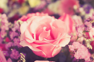 Close-up of pink rose flower