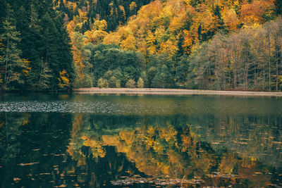 Scenic view of lake in forest during autumn