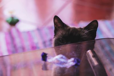 Close-up portrait of black cat