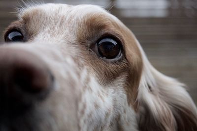Close-up of a dog