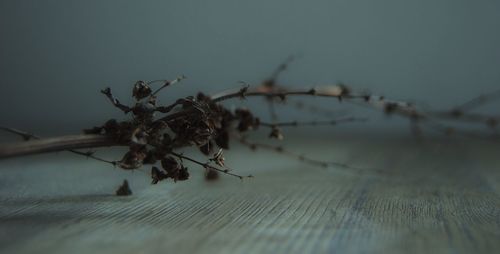 Close-up of spider