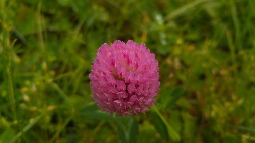 Close-up of purple flower blooming outdoors