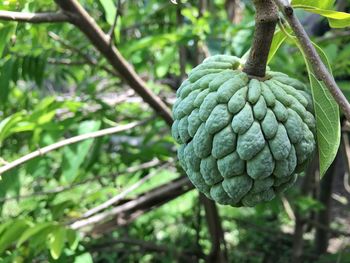 Close-up of fresh green tree