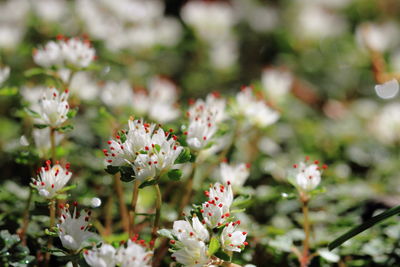 Close-up of pink flowers