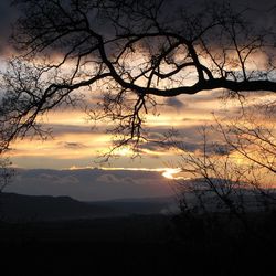 Silhouette of trees at sunset