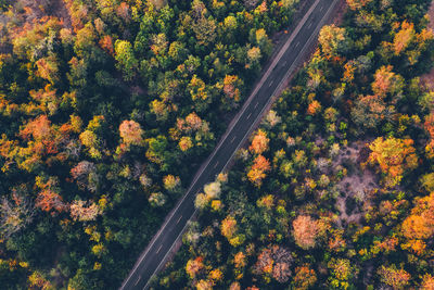 Aerial view of road amidst trees