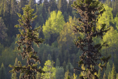 Close-up of pine tree in forest