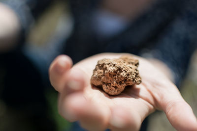 Close-up of hand holding leaf