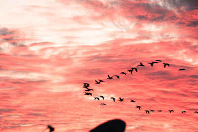 Low angle view of birds flying in sky