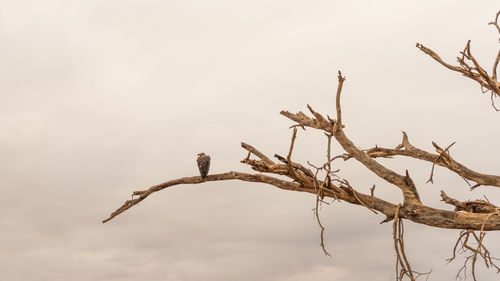 branch