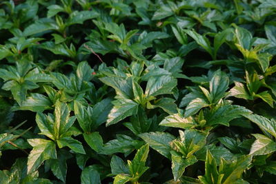 Full frame shot of plants