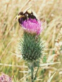 Close-up of purple thistle flower