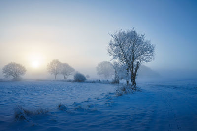 Bare trees on snow covered landscape against clear sky