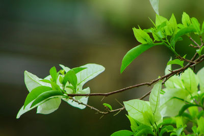 Close-up of fresh green leaves