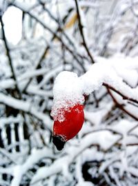 Close-up of snow covered tree