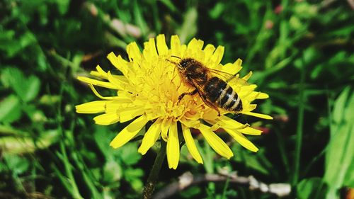 Close-up of insect on yellow flower