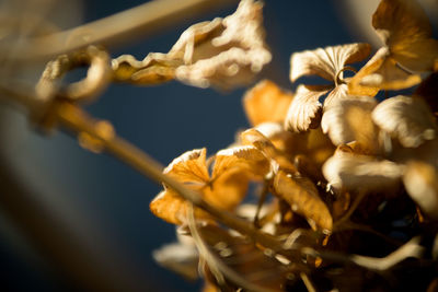 Close-up of plant