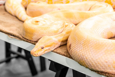 Close-up of fish for sale