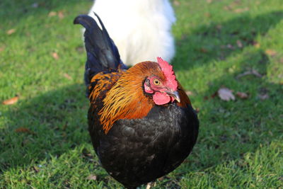 Close-up of rooster on field