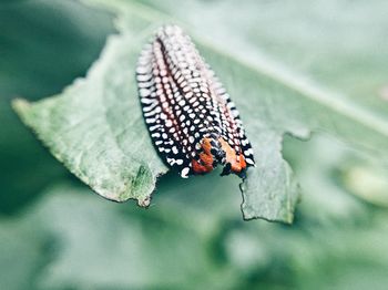 Close-up of butterfly on leaf