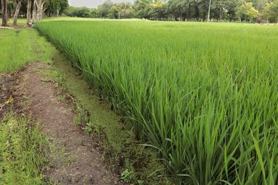 Crops growing on field