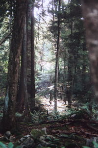 Trees in forest